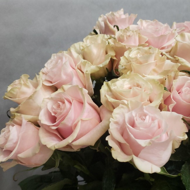 Букет из розы Пинк Мондиаль 25 роз