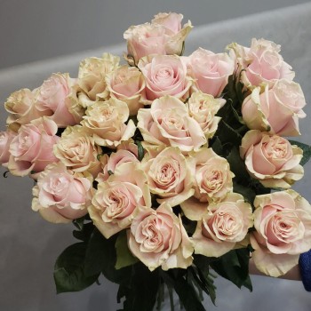 Букет из розы Пинк Мондиаль 25 роз