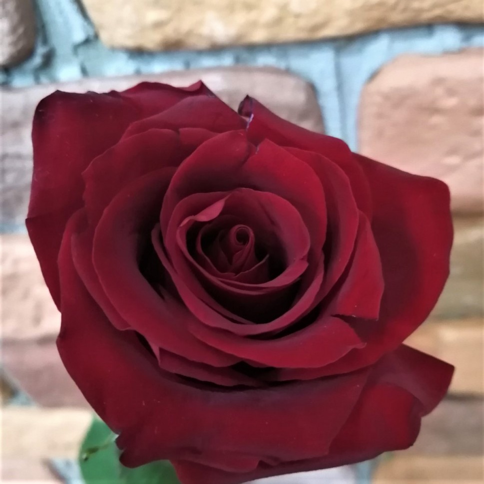 Роза красная Эксплорер 60-70см (Эквадор)