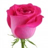 Роза розовая Топаз 60-70см (Эквадор)
