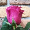 Роза розовая Топаз 60-70см (Эквадор)