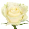 Роза белая Мондиаль 60 см (Эквадор)