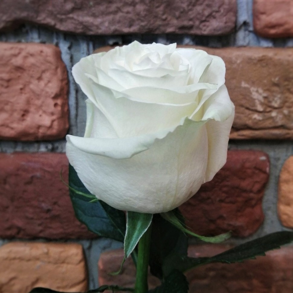 Роза белая Мондиаль 60 см (Эквадор)