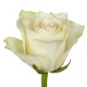 Роза белая Атена 50см (Кения)