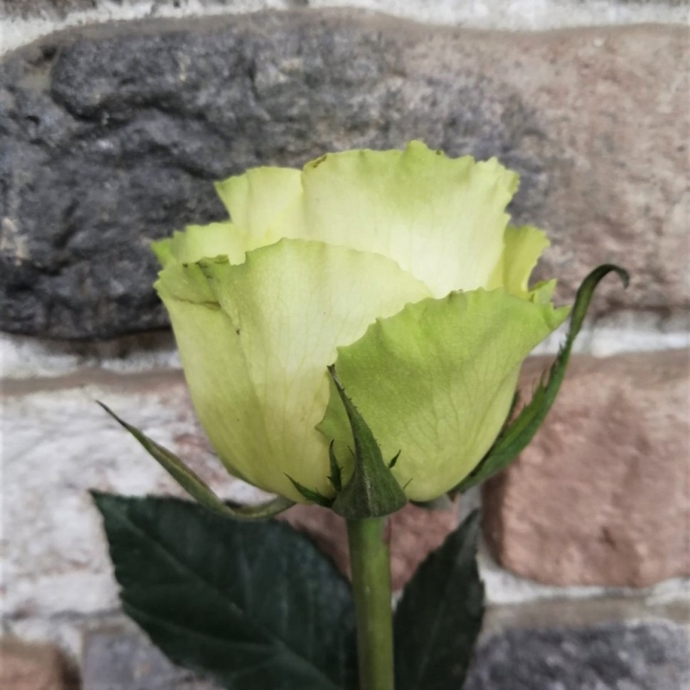 Роза белая Атена 50см (Кения)
