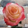 Роза микс кремовая 60см (Эквадор)