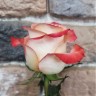 Роза микс кремовая 60см (Эквадор)