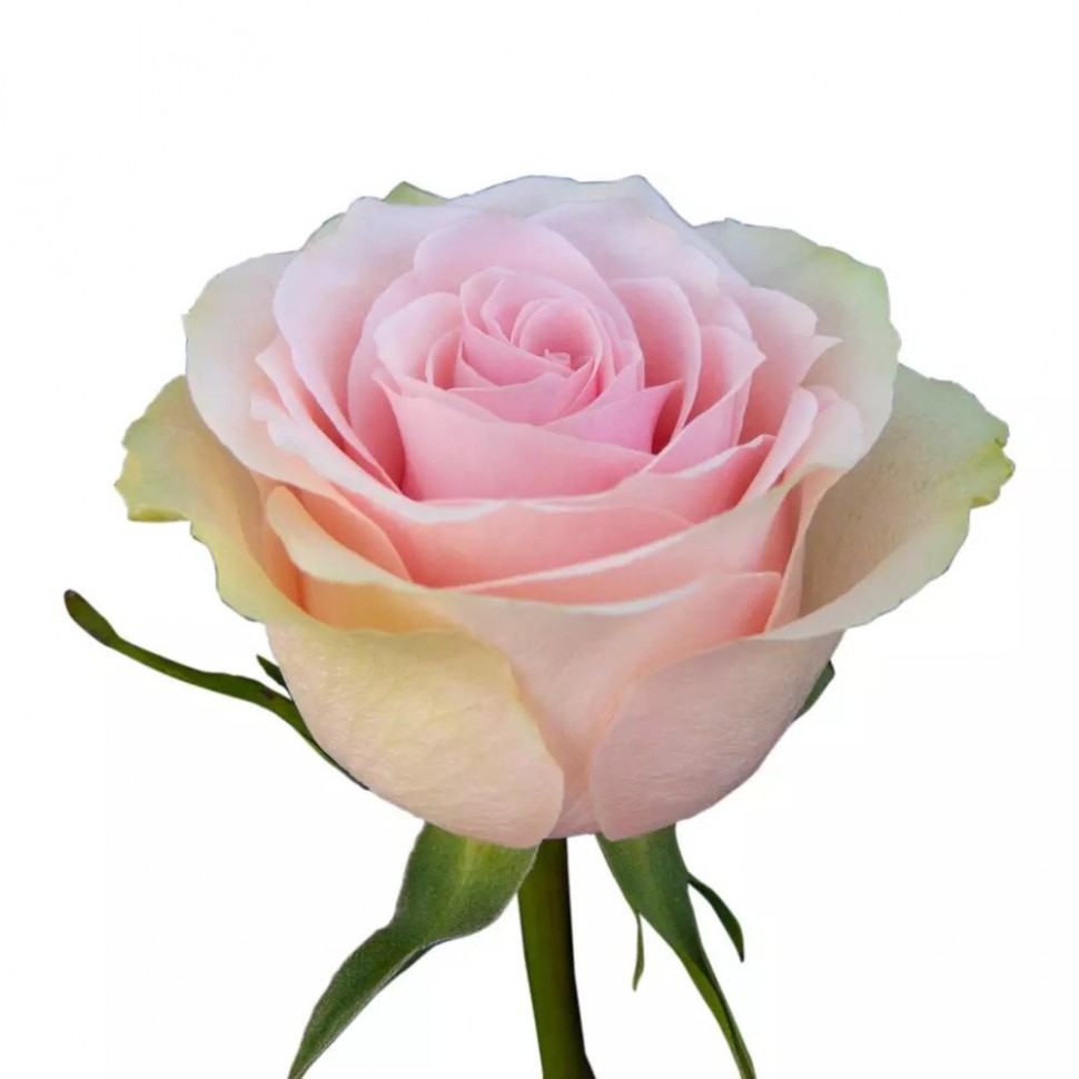 Роза Фрутетта Эквадор 60-70 см