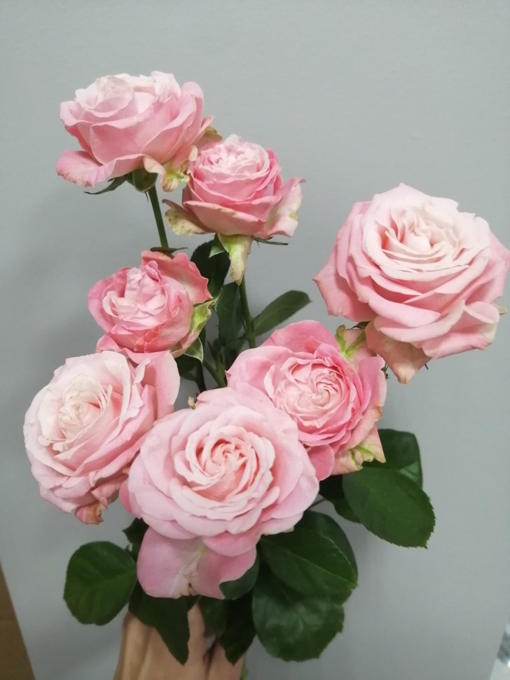 Роза кустовая Мадам Бомбастик