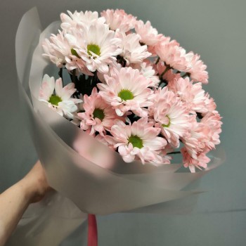 Розовая хризантема Ромашка