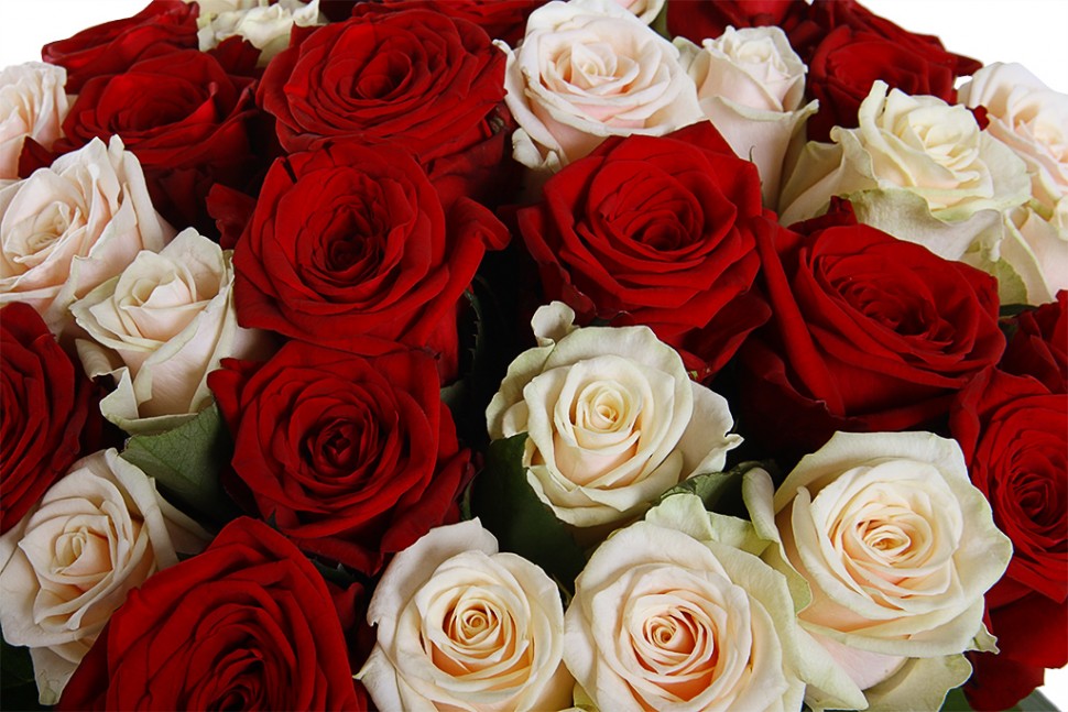 35 бело-красная роза